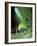 Bush Cricket Threat Display-Dr. George Beccaloni-Framed Photographic Print