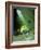 Bush Cricket Threat Display-Dr. George Beccaloni-Framed Photographic Print