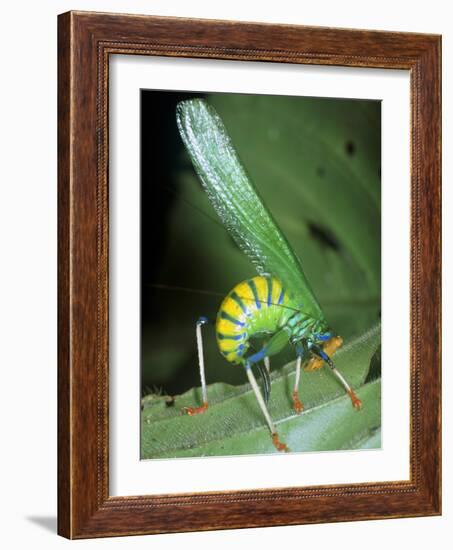 Bush Cricket Threat Display-Dr. George Beccaloni-Framed Photographic Print