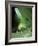 Bush Cricket Threat Display-Dr. George Beccaloni-Framed Photographic Print