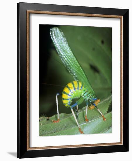 Bush Cricket Threat Display-Dr. George Beccaloni-Framed Photographic Print