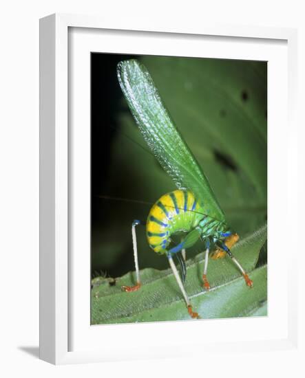 Bush Cricket Threat Display-Dr. George Beccaloni-Framed Photographic Print