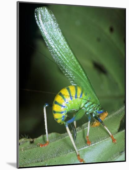 Bush Cricket Threat Display-Dr. George Beccaloni-Mounted Photographic Print