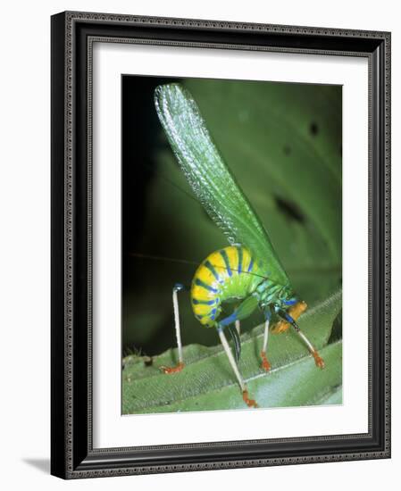 Bush Cricket Threat Display-Dr. George Beccaloni-Framed Photographic Print