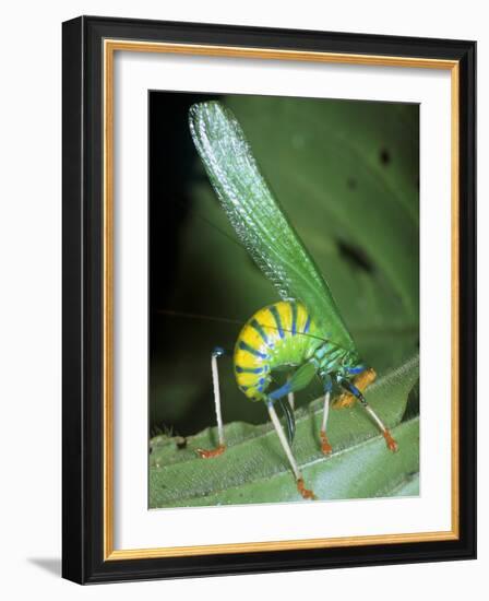 Bush Cricket Threat Display-Dr. George Beccaloni-Framed Photographic Print