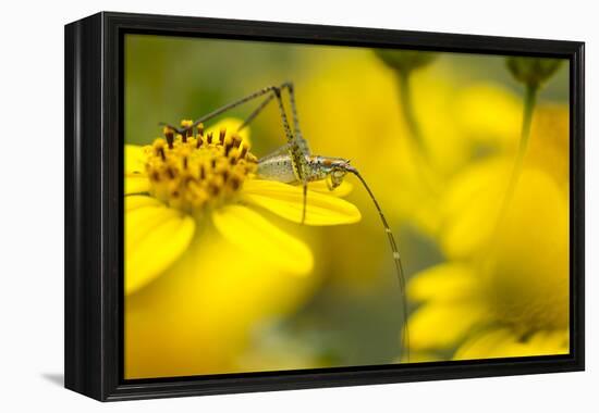 Bush Katydid on San Diego Sunflower, Los Angeles, California-Rob Sheppard-Framed Premier Image Canvas