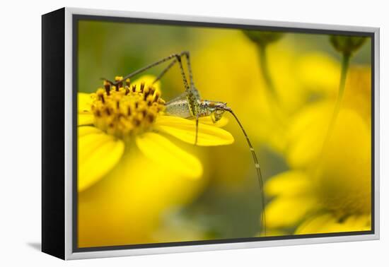 Bush Katydid on San Diego Sunflower, Los Angeles, California-Rob Sheppard-Framed Premier Image Canvas