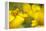 Bush Katydid on San Diego Sunflower, Los Angeles, California-Rob Sheppard-Framed Premier Image Canvas
