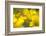 Bush Katydid on San Diego Sunflower, Los Angeles, California-Rob Sheppard-Framed Photographic Print