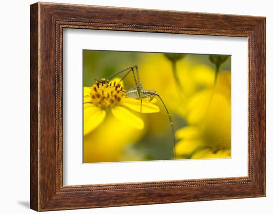 Bush Katydid on San Diego Sunflower, Los Angeles, California-Rob Sheppard-Framed Photographic Print