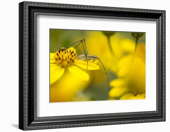 Bush Katydid on San Diego Sunflower, Los Angeles, California-Rob Sheppard-Framed Photographic Print