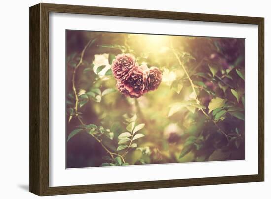 Bush Roses-Alexey Rumyantsev-Framed Photographic Print