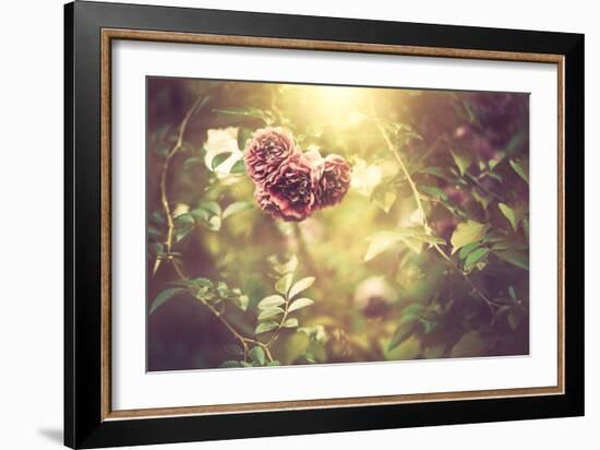 Bush Roses-Alexey Rumyantsev-Framed Photographic Print