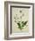 Bush Thunbergia, c.1800-1840-null-Framed Giclee Print