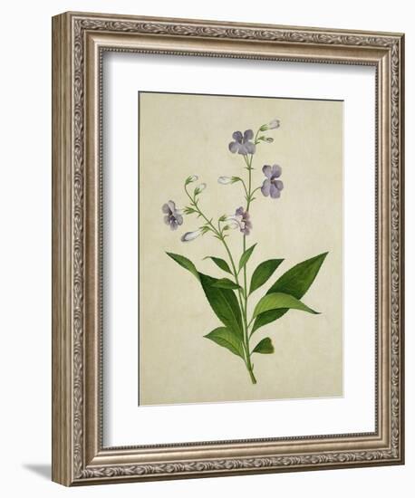 Bush Thunbergia, c.1800-1840-null-Framed Giclee Print