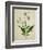 Bush Thunbergia, c.1800-1840-null-Framed Giclee Print