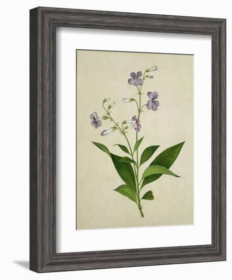 Bush Thunbergia, c.1800-1840-null-Framed Giclee Print