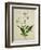 Bush Thunbergia, c.1800-1840-null-Framed Giclee Print