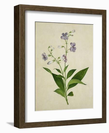 Bush Thunbergia, c.1800-1840-null-Framed Giclee Print