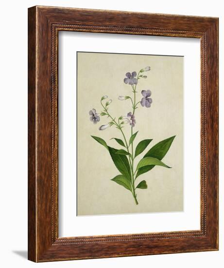 Bush Thunbergia, c.1800-1840-null-Framed Giclee Print