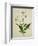 Bush Thunbergia, c.1800-1840-null-Framed Giclee Print