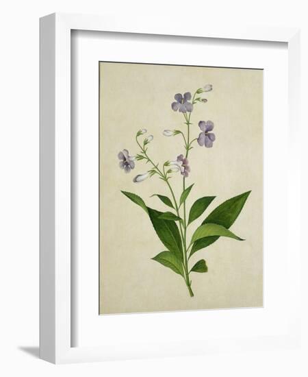 Bush Thunbergia, c.1800-1840-null-Framed Giclee Print