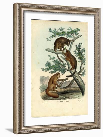 Bushbaby, 1863-79-Raimundo Petraroja-Framed Giclee Print