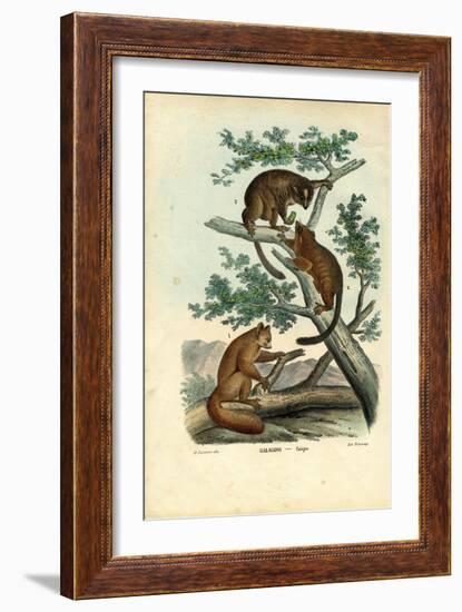 Bushbaby, 1863-79-Raimundo Petraroja-Framed Giclee Print