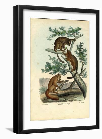 Bushbaby, 1863-79-Raimundo Petraroja-Framed Giclee Print