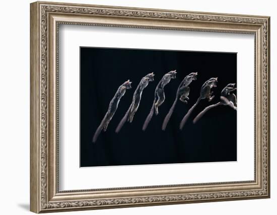 Bushbaby Jumping Sequence Image-John Downer-Framed Photographic Print