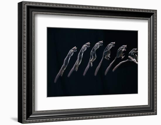 Bushbaby Jumping Sequence Image-John Downer-Framed Photographic Print