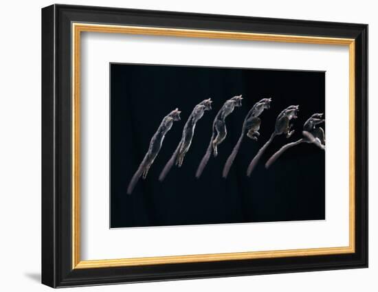 Bushbaby Jumping Sequence Image-John Downer-Framed Photographic Print