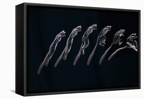 Bushbaby Jumping Sequence Image-John Downer-Framed Premier Image Canvas