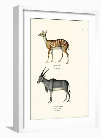 Bushbuck, 1824-Karl Joseph Brodtmann-Framed Giclee Print