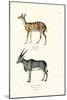 Bushbuck, 1824-Karl Joseph Brodtmann-Mounted Giclee Print