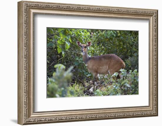 Bushbuck (Imbabala) (Tragelaphus Sylvaticus) Female, Kruger National Park, South Africa, Africa-James Hager-Framed Photographic Print