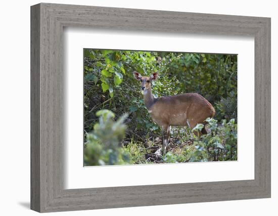 Bushbuck (Imbabala) (Tragelaphus Sylvaticus) Female, Kruger National Park, South Africa, Africa-James Hager-Framed Photographic Print