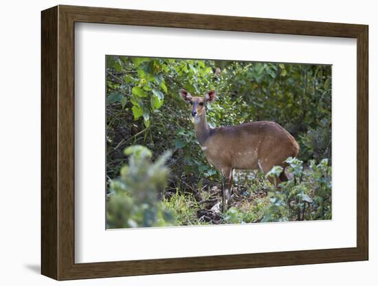 Bushbuck (Imbabala) (Tragelaphus Sylvaticus) Female, Kruger National Park, South Africa, Africa-James Hager-Framed Photographic Print