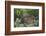 Bushbuck (Imbabala) (Tragelaphus Sylvaticus) Female, Kruger National Park, South Africa, Africa-James Hager-Framed Photographic Print