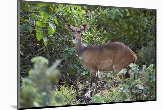 Bushbuck (Imbabala) (Tragelaphus Sylvaticus) Female, Kruger National Park, South Africa, Africa-James Hager-Mounted Photographic Print