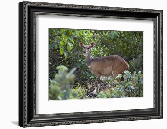 Bushbuck (Imbabala) (Tragelaphus Sylvaticus) Female, Kruger National Park, South Africa, Africa-James Hager-Framed Photographic Print