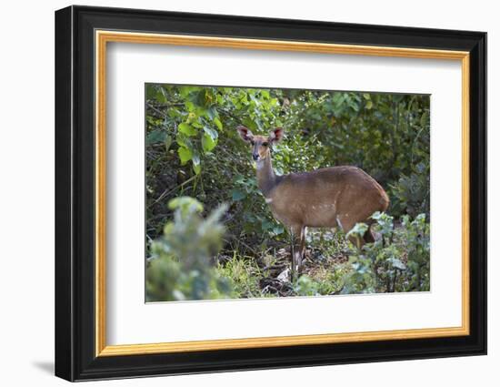 Bushbuck (Imbabala) (Tragelaphus Sylvaticus) Female, Kruger National Park, South Africa, Africa-James Hager-Framed Photographic Print