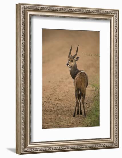 Bushbuck on Roadside-Joe McDonald-Framed Photographic Print