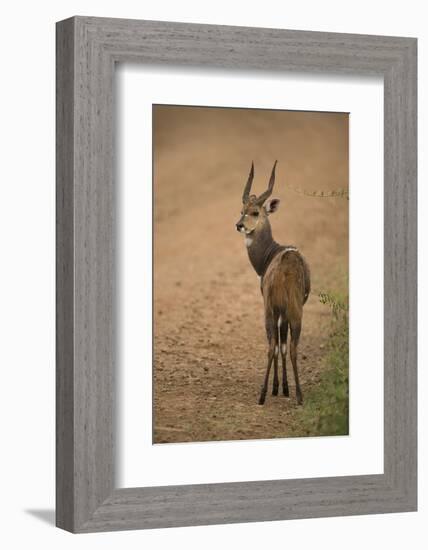 Bushbuck on Roadside-Joe McDonald-Framed Photographic Print