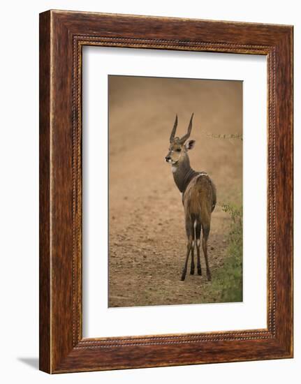 Bushbuck on Roadside-Joe McDonald-Framed Photographic Print