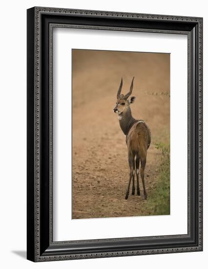 Bushbuck on Roadside-Joe McDonald-Framed Photographic Print