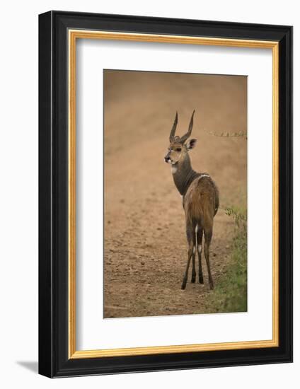 Bushbuck on Roadside-Joe McDonald-Framed Photographic Print