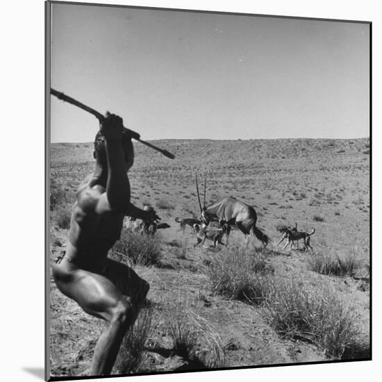 Bushman Throwing His Spear at a Winded Gemsbok, While His Dogs Circle It-null-Mounted Photographic Print
