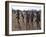 Bushmen or San Hunter-Gatherers Pause to Check a Distant Wild Animal in the Early Morning, Namibia-Nigel Pavitt-Framed Photographic Print