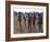 Bushmen or San Hunter-Gatherers Pause to Check a Distant Wild Animal in the Early Morning, Namibia-Nigel Pavitt-Framed Photographic Print